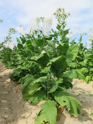 Click for 4 image(s) for this accession. PLANT